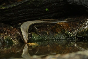Kaeng Krachan Prints: Common Sun Skink (Eutropis multifasciata) adult
