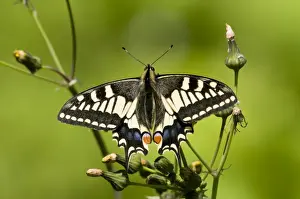 Broadland Prints: Common Swallowtail (Papilio machaon britannicus) British race, adult, resting on groundsel