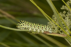 Foodplants Prints: Common Swallowtail (Papilio machaon ssp)