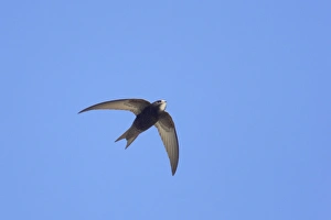Swifts Prints: Common Swift (Apus apus) adult, in flight, Hailuoto Island, Oulu, Finland