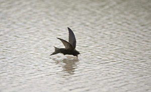 Swifts Prints: Common Swift (Apus apus) adult, drinking in flight, Spain, may