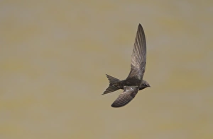 Swifts Prints: Common Swift (Apus apus) adult, in flight over water, Spain, june