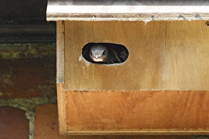 Manmade Prints: Common Swift (Apus apus) adult, at entrance to manmade nestbox, Norfolk, England, August