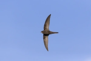 Swifts Prints: Common Swift (Apus apus) adult, in flight, Suffolk, England, May