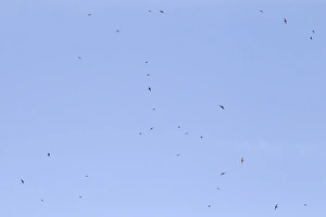 Iberia Prints: Common Swift (Apus apus) flock, in flight, feeding, Castilla y Leon, Spain, June