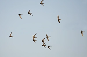 Swifts Prints: Common Swift (Apus apus) flock, screaming in flight, Northern Spain, july