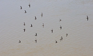 Common Swift (Apus apus) flock, in flight, screaming over water, Spain, june