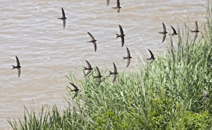 Common Swift (Apus apus) flock, in flight, screaming over water, Spain, june