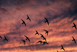 Common Swift (Apus apus) flock, in flight, silhouetted at sunset, France