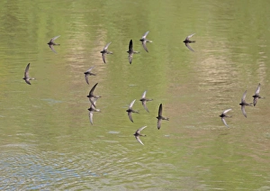 Iberia Prints: Common Swift (Apus apus) sixteen adults