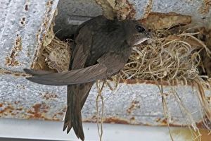 Swifts Prints: Common Swift at nest in rafter of building - Spain