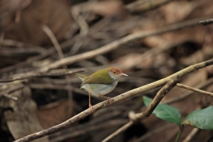 Sri Lanka Prints: Common Tailorbird (Orthotomus sutorius) adult, perched on twig, Sri Lanka, February