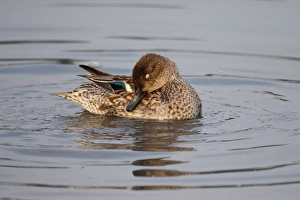 Oriental Prints: Common Teal (Anas crecca) adult female, preening on water, Hong Kong, China, December