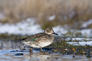 Teal Prints: Common Teal (Anas crecca) adult female