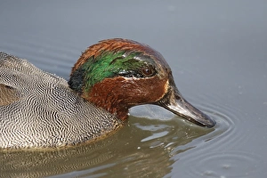 Bill Prints: Common Teal (Anas crecca) adult male