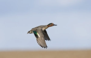 Drakes Prints: Common Teal (Anas crecca) adult male, in flight, Salthouse, Norfolk, England, winter