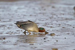 Mudflat Prints: Common Teal (Anas crecca) adult male