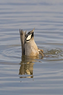 Drakes Prints: Common Teal (Anas crecca) adult male