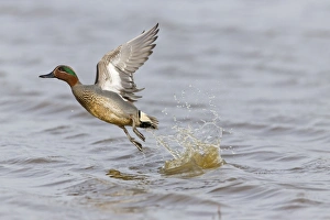 Common Teal (Anas crecca) adult male, in flight, taking off from water, Suffolk, England, March