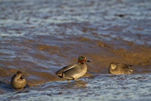 Mudflat Prints: Common Teal (Anas crecca) adult male and females