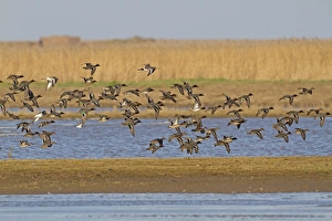 Wildlife Trust Prints: Common Teal (Anas crecca) flock