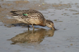 Dabbling Prints: Common Teal (Anas crecca) juvenile