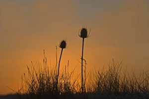 Sun Rise Prints: Common Teasel (Dipsacus fullonum) seedheads