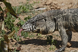 Mato Grosso Prints: Common Tegu (Tupinambis teguixin) adult
