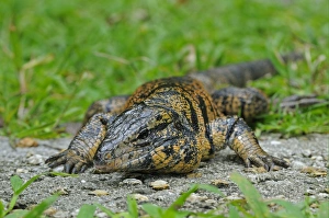 Leeward Islands Prints: Common Tegu (Tupinambis teguixin) adult, resting, Trinidad, Trinidad and Tobago