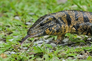 Common Tegu (Tupinambis teguixin) adult, close-up of head, flicking forked tongue, Trinidad, Trinidad and Tobago