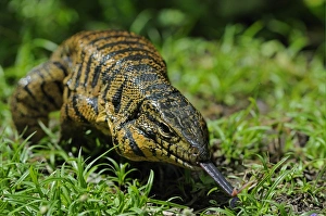 Common Tegu (Tupinambis teguixin) adult, flicking forked tongue, walking, Trinidad, Trinidad and Tobago