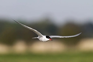 Terns Prints: Common Tern in flight at Minsmere - May