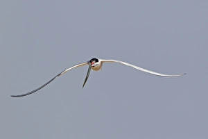 Terns Prints: Common Tern (Sterna hirundo) adult