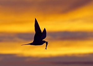 Terns Prints: Common Tern (Sterna hirundo) adult