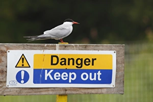 Common Tern (Sterna hirundo) adult, breeding plumage, standing on Danger, Keep Out signpost, Norfolk, England, July