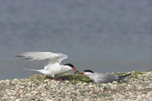 Terns Prints: Common Tern (Sterna hirundo) adult pair, food pass at nestsite, Texel Island, Netherlands