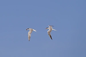 Common Tern (Sterna hirundo) adult pair, breeding plumage, in flight, one pursuing mate with fish