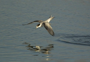 Terns Prints: Common Tern (Sterna hirundo) immature, in flight, fishing, Norfolk, England, august