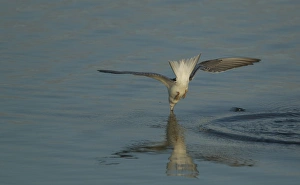 Common Tern (Sterna hirundo) immature, in flight, fishing, Norfolk, England, august