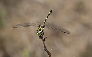 South Africa Prints: Common Tigertail (Ictinogomphus ferox) adult, resting on twig, Kruger N. P
