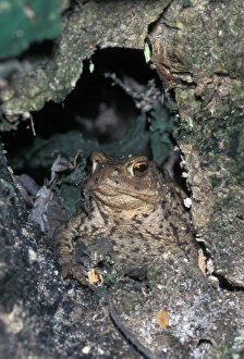 Toads Prints: Common Toad (Bufo bufo)
