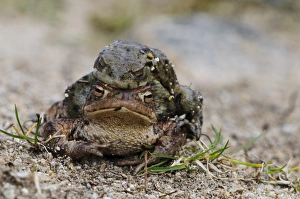 Amphibian Prints: Common Toad (Bufo bufo) adul pair