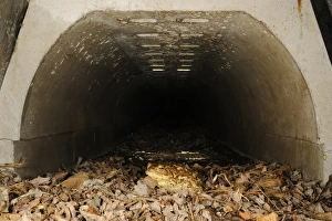 Site Prints: Common Toad (Bufo bufo) adult, crossing road in underground tunnel acting as wildlife corridor used during migration to