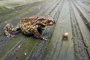 Damp Prints: Common Toad (Bufo bufo) adult, approaching small snail