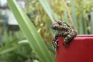 Sussex Prints: Common Toad (Bufo bufo) adult, climbing out of red flowerpot in garden