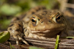 Toads Prints: Common Toad (Bufo bufo) adult, close-up of head
