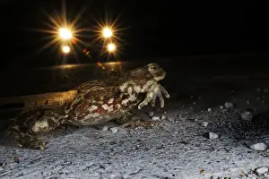 Common Toad (Bufo bufo) adult, crossing road with approaching vehicle at night, attempting to reach breeding site