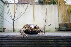 Damp Prints: Common Toad (Bufo bufo) adult, emerging from hibernation