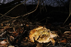 B Alls Prints: Common Toad (Bufo bufo) adult female