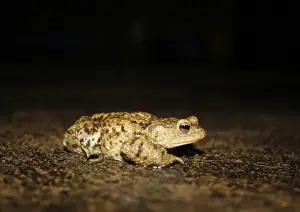 Damp Prints: Common Toad (Bufo bufo) adult, foraging on garden patio after rainfall at night